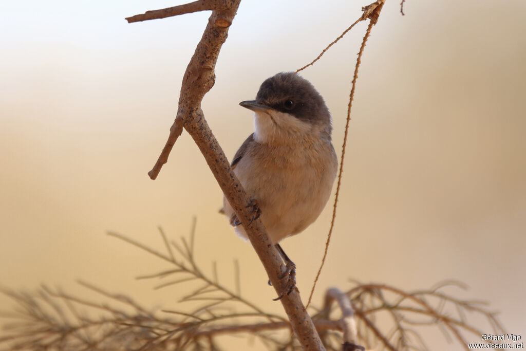 Lesser Whitethroatadult