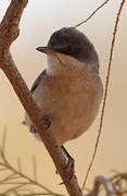 Lesser Whitethroat