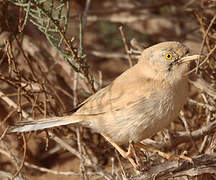 African Desert Warbler