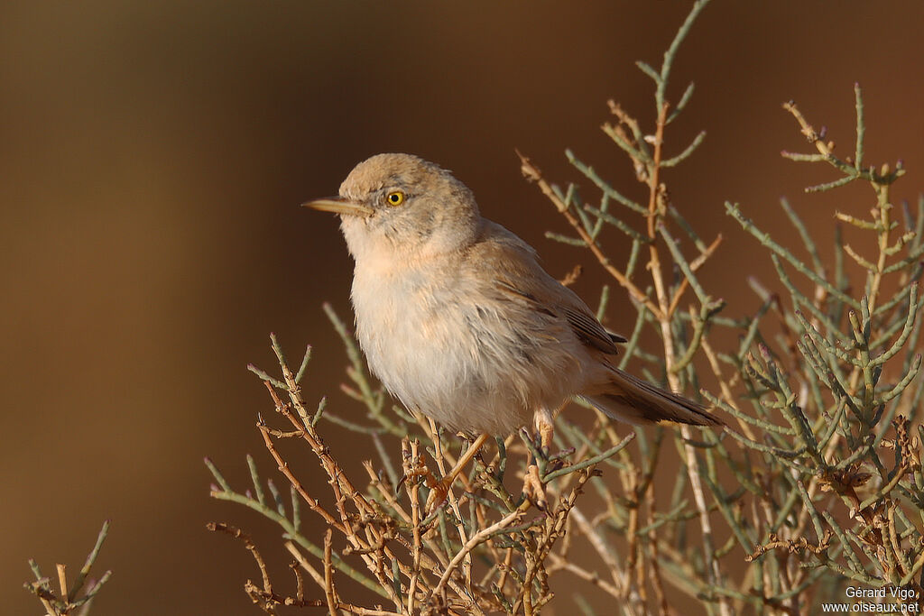 African Desert Warbleradult