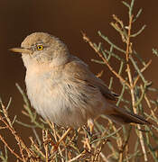 African Desert Warbler