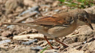 Common Whitethroat