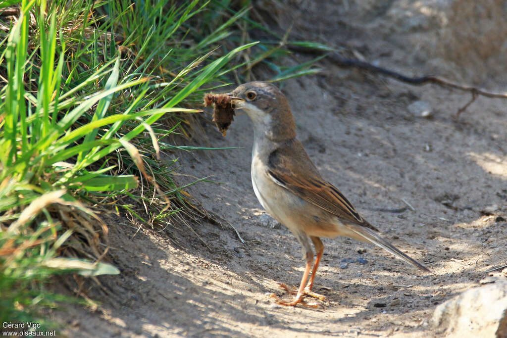 Common Whitethroat female adult, feeding habits