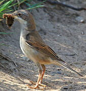 Common Whitethroat