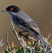 Sardinian Warbler