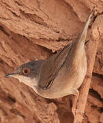 Sardinian Warbler