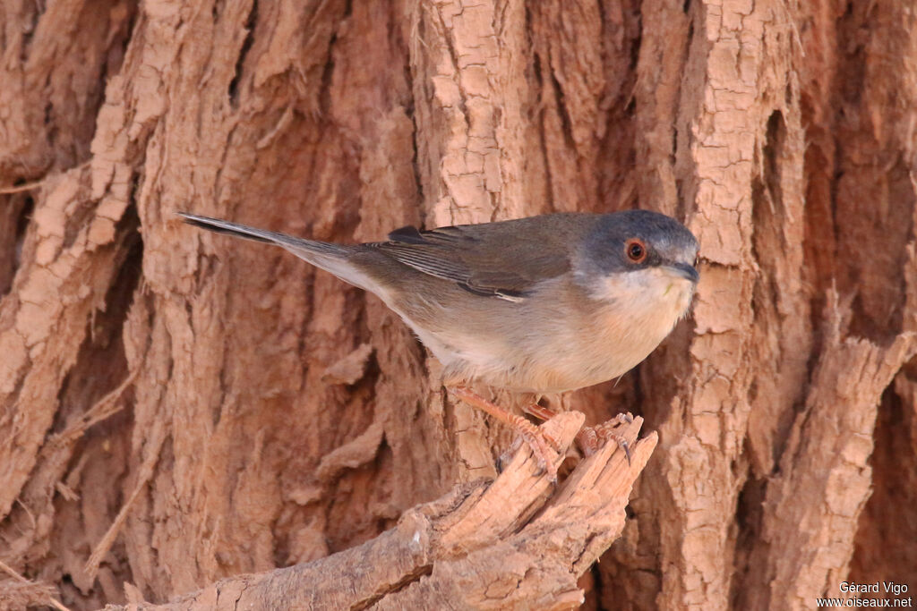 Sardinian Warbler female adult