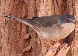 Sardinian Warbler