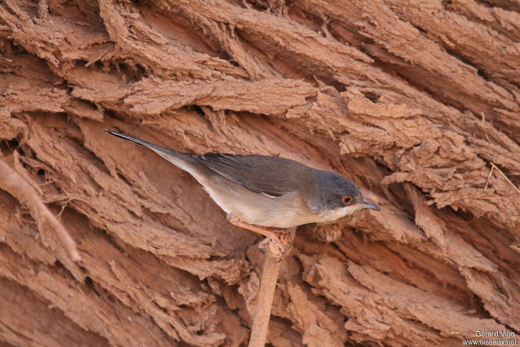 Sardinian Warbler female adult