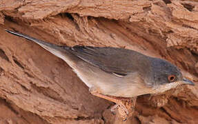 Sardinian Warbler