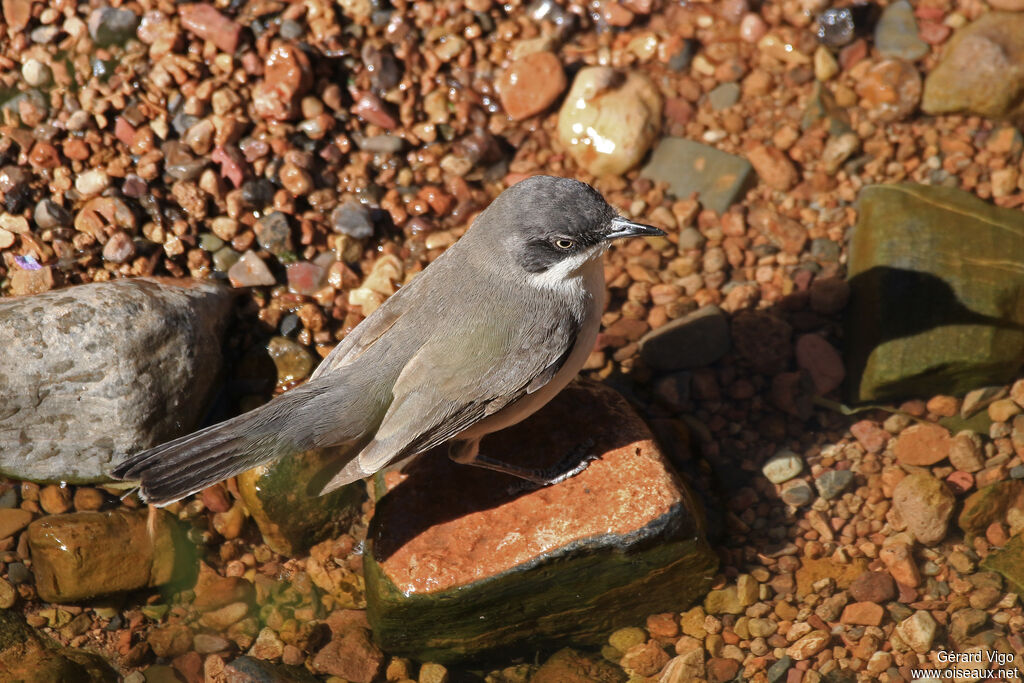 Western Orphean Warbler male adult, drinks