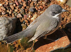 Western Orphean Warbler