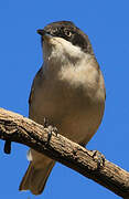 Western Orphean Warbler