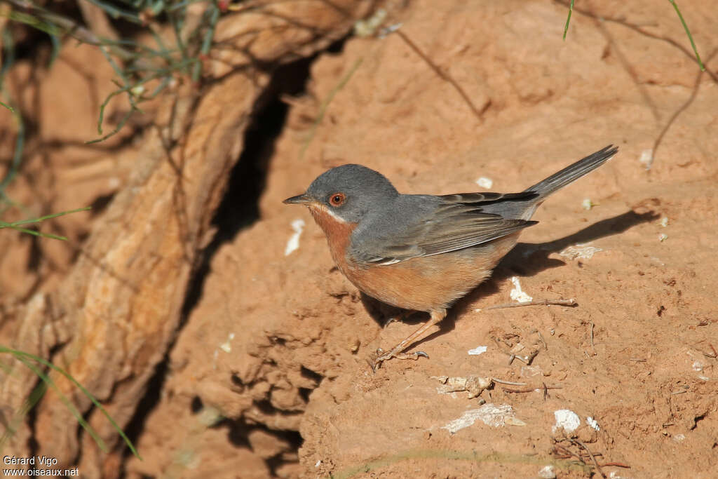 Subalpine Warbler male adult breeding, identification