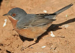 Western Subalpine Warbler