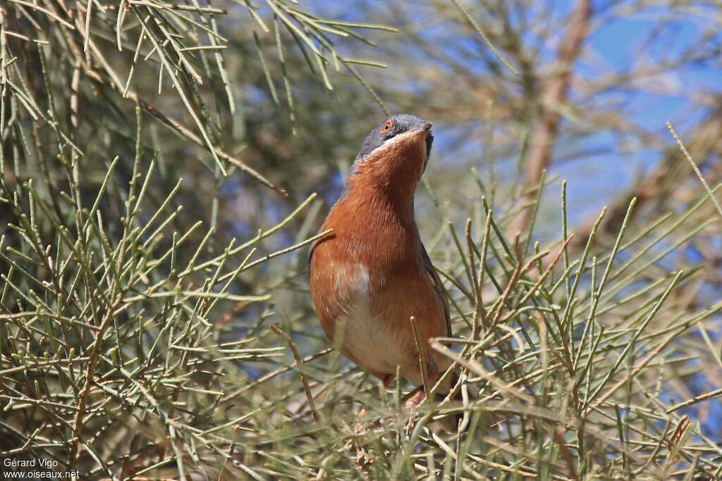 Western Subalpine Warbler male adult breeding, pigmentation