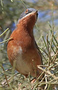 Subalpine Warbler