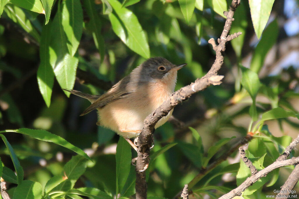 Western Subalpine Warbler female adult