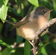 Subalpine Warbler