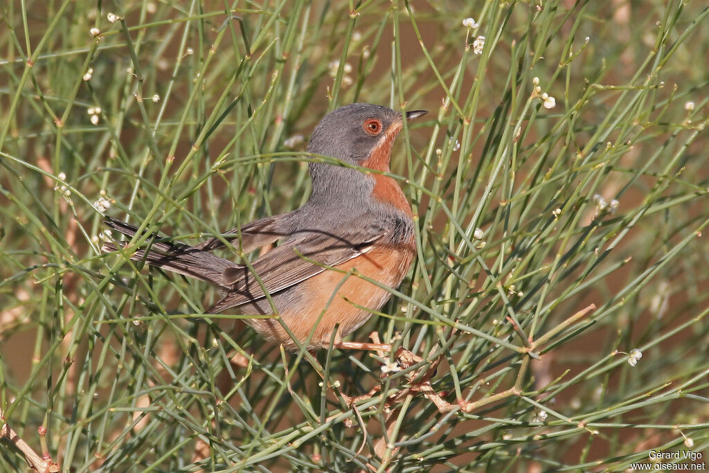 Subalpine Warbler male adult