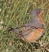 Western Subalpine Warbler