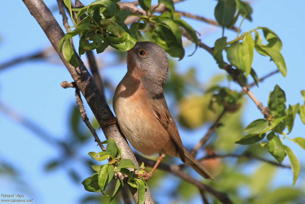 Western Subalpine Warbler male adult, eats