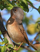 Subalpine Warbler