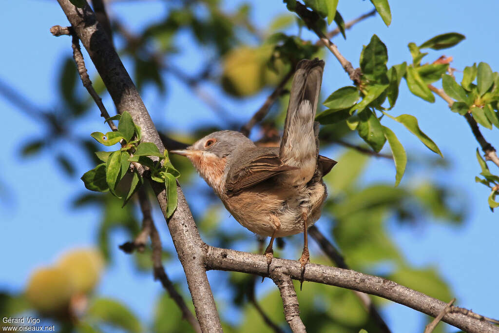 Subalpine Warbler male adult, identification, pigmentation