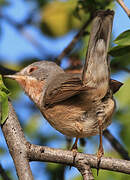 Subalpine Warbler