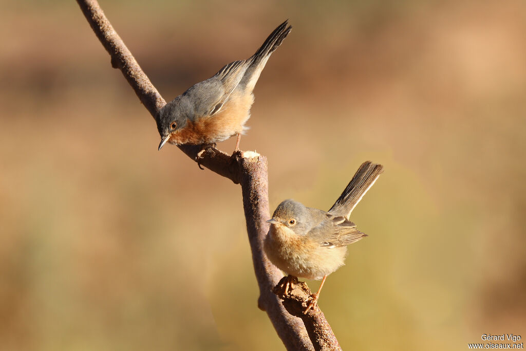 Western Subalpine Warbleradult