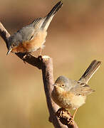 Western Subalpine Warbler