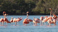 Flamant des Caraïbes