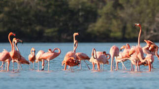 American Flamingo