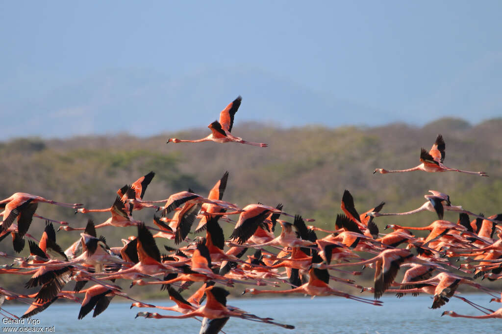 American Flamingoadult, pigmentation, Flight