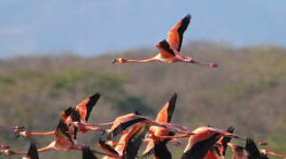 Flamant des Caraïbes