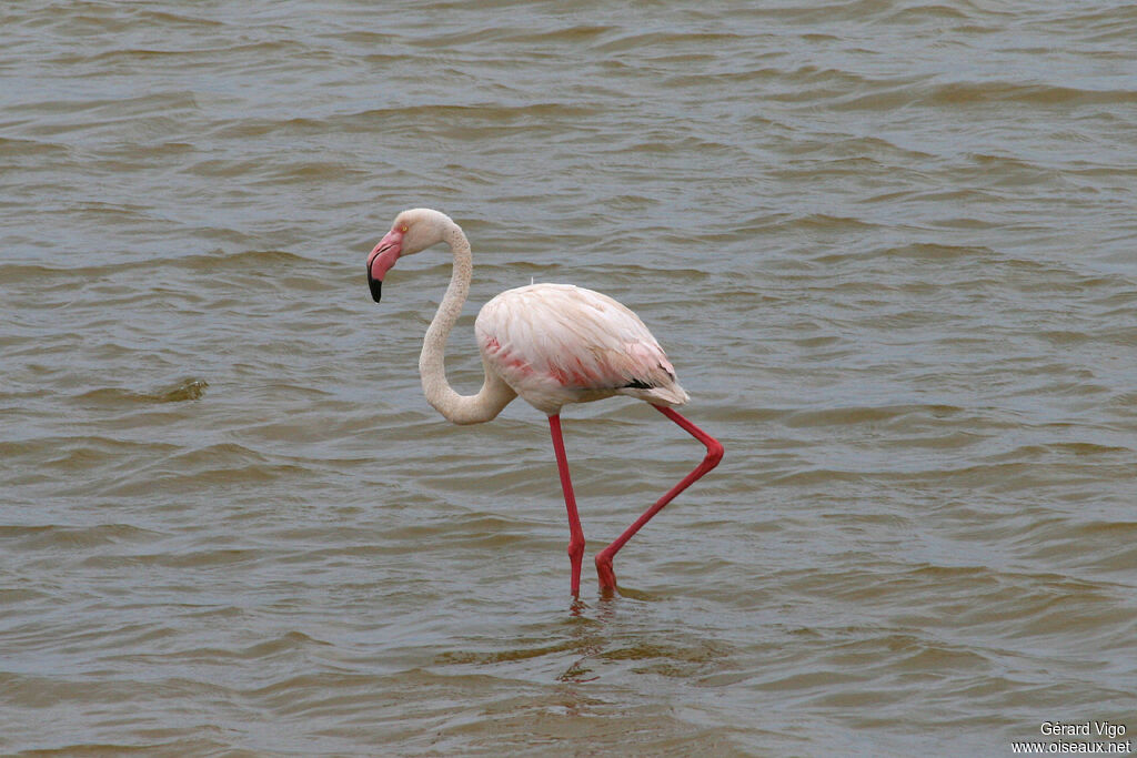 Flamant roseadulte