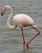 Flamant rose