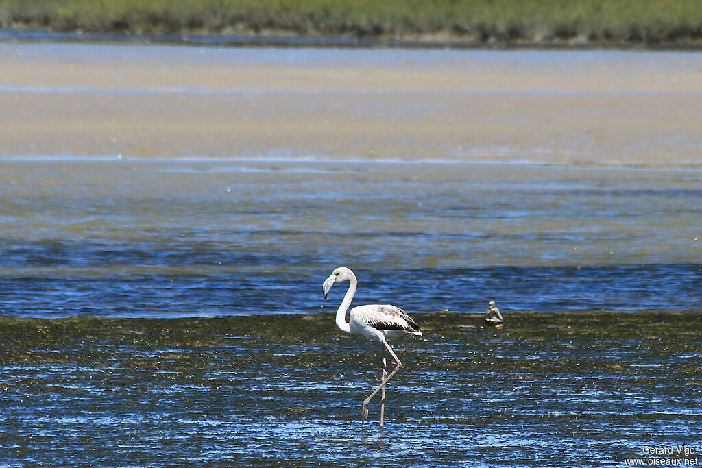 Flamant rosejuvénile