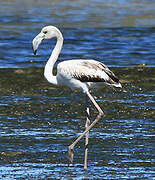 Greater Flamingo