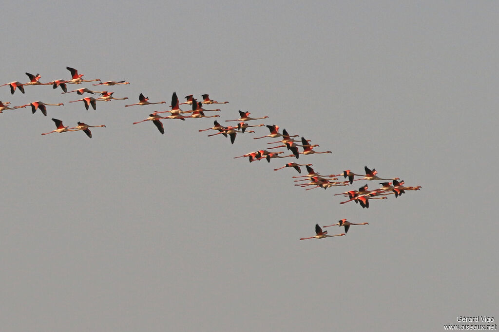 Greater Flamingoadult, Flight