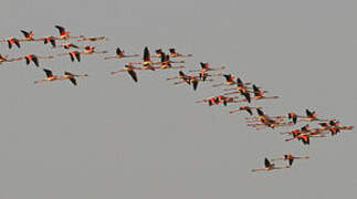 Greater Flamingo