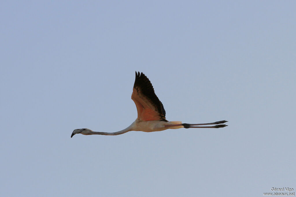 Greater Flamingoadult, Flight