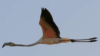 Greater Flamingo