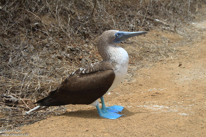 Blue-footed Boobyadult breeding, identification