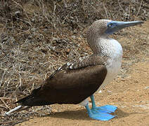 Fou à pieds bleus