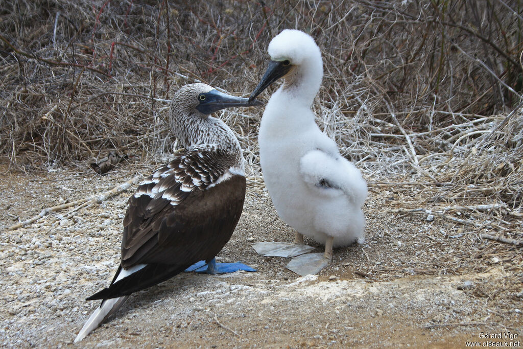 Fou à pieds bleus, Nidification