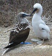 Blue-footed Booby