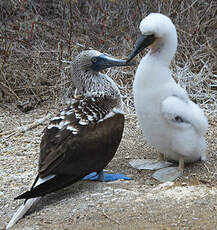 Fou à pieds bleus