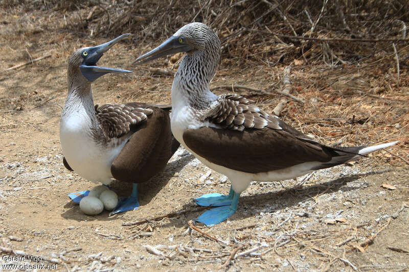 Blue-footed Boobyadult, pigmentation, Reproduction-nesting, Behaviour