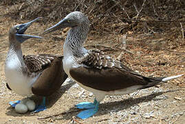 Blue-footed Booby